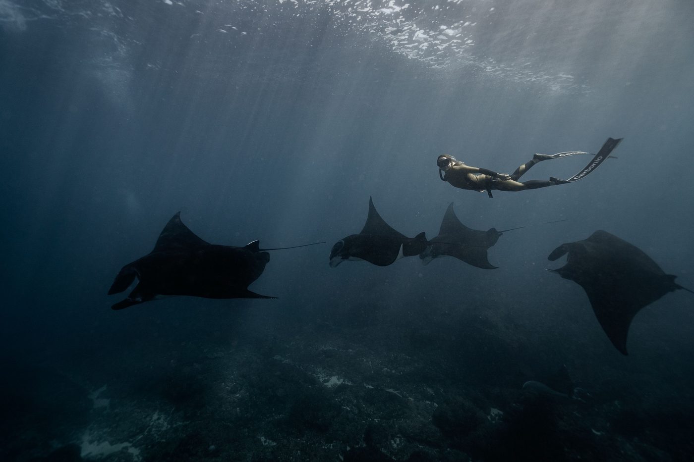 A freediver swimming with oceanic manta rays, Indonesia