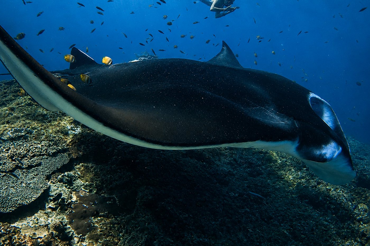 A manta ray over the reef at Nusa Penida, with a freediver above