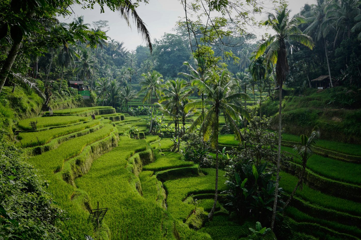 Rice terraces in the hills above Ubud, Bali