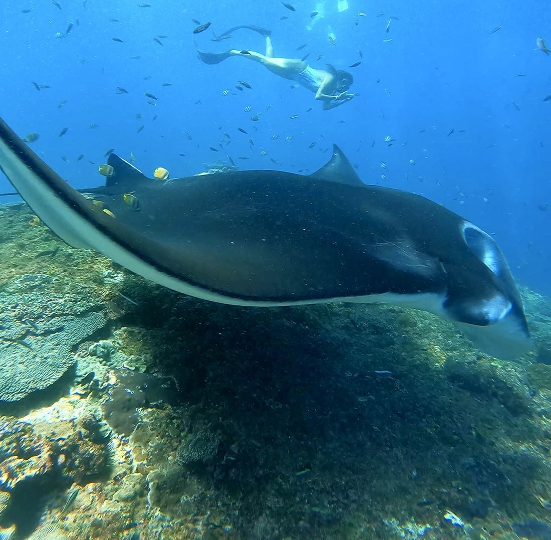 Swimming with a manta ray in Bali