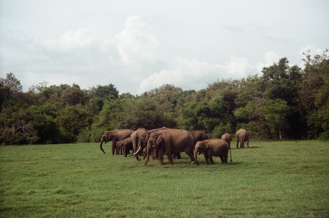 Elephants on the Sri Lanka expedition