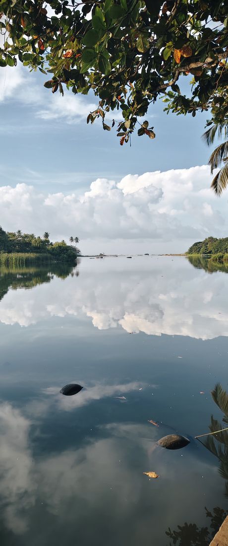 Still water and reflections at dawn, Sri Lanka