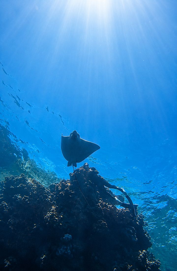 An eagle ray over the reef at Ras Mohamed