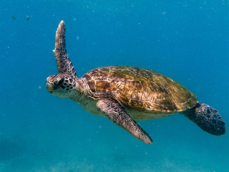 Sea turtle in Bali