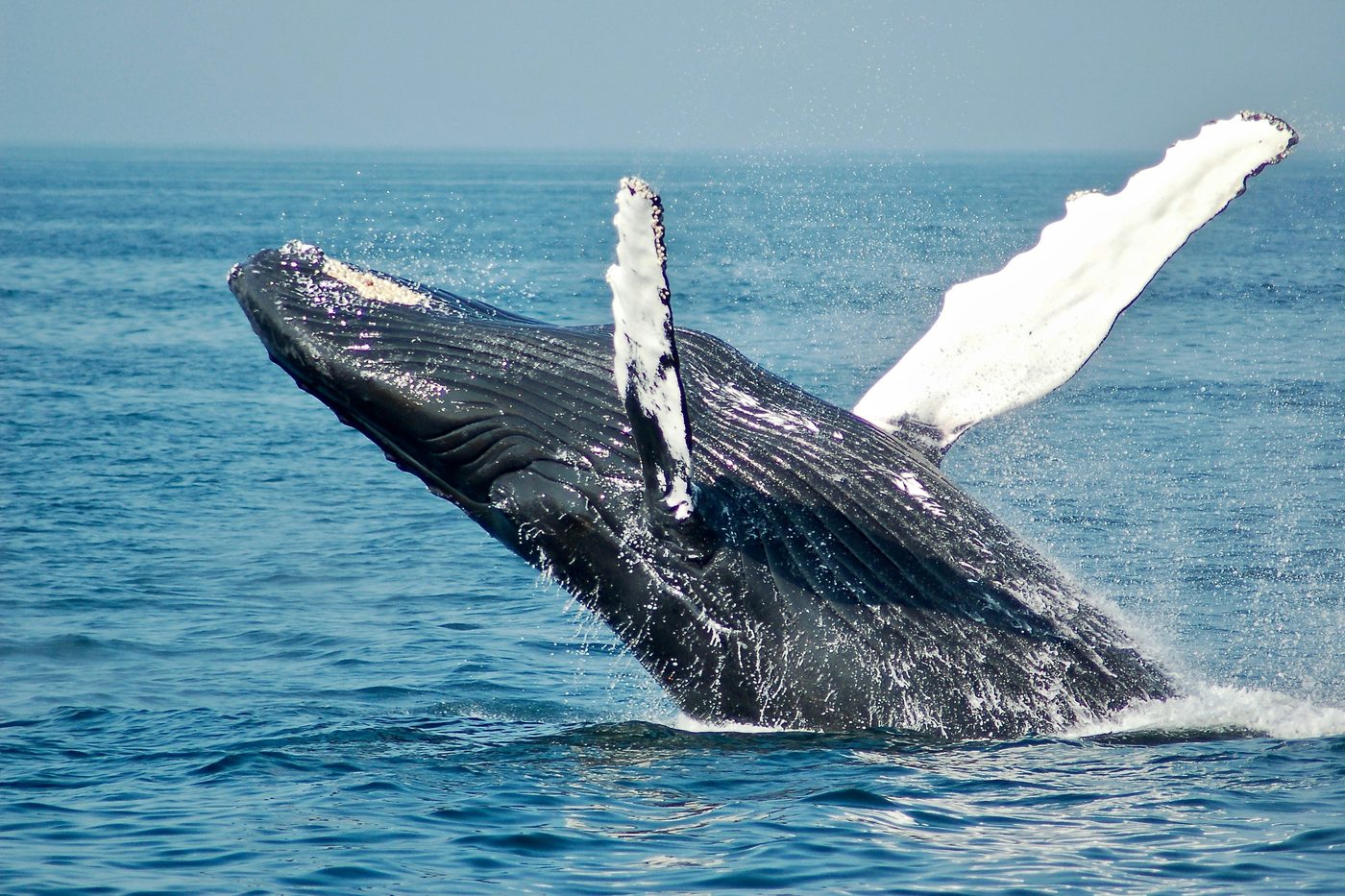 Humpback whale breaching off Mirissa, Sri Lanka