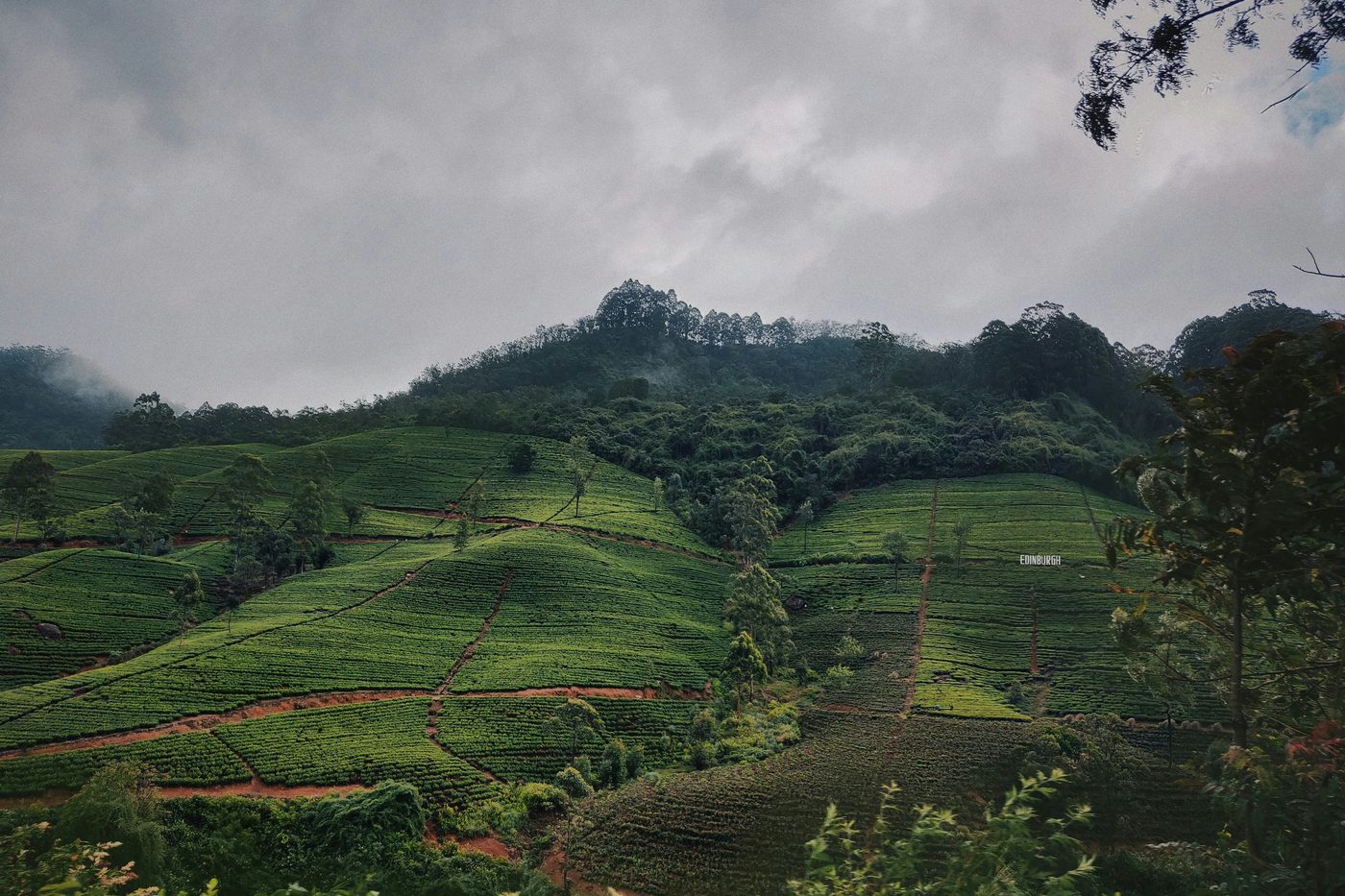 Tea estates in the highlands around Nuwara Eliya, Sri Lanka