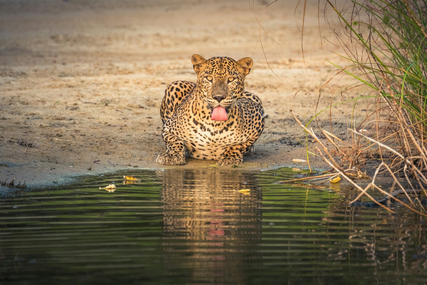 A leopard at the water's edge in Yala National Park, Sri Lanka