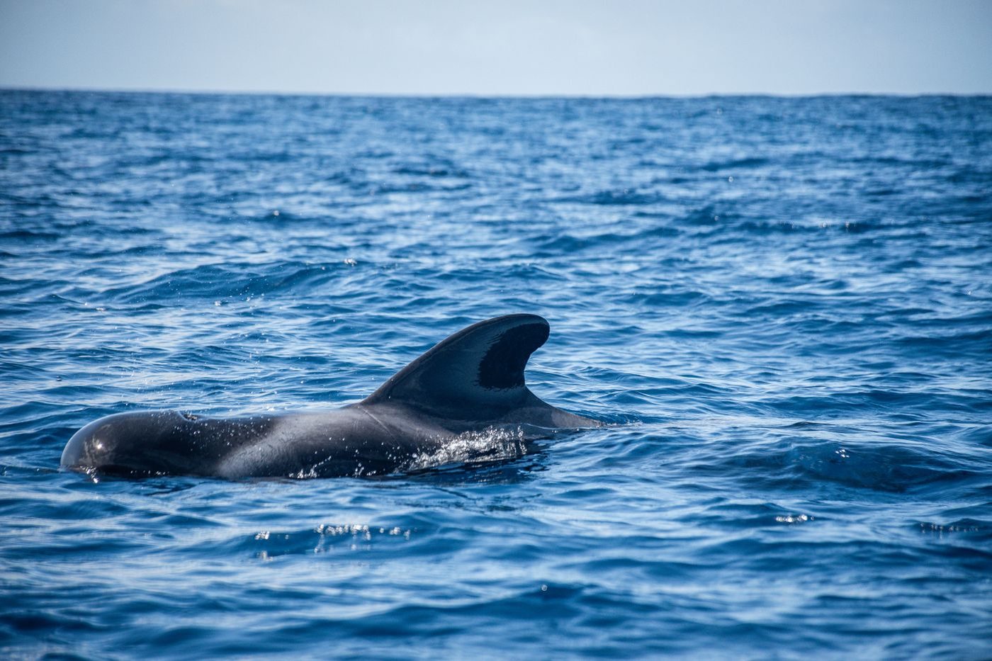 A pilot whale at the surface in deep blue Atlantic water